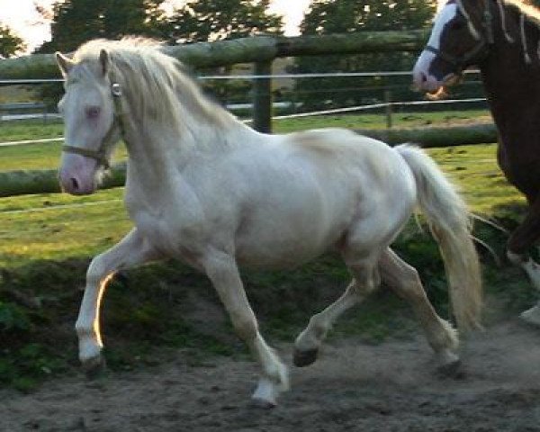 horse Arvalon Blue Indigo (Welsh-Cob (Sek. D), 2004, from Dwyfor Scooby Do)