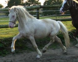 horse Arvalon Blue Indigo (Welsh-Cob (Sek. D), 2004, from Dwyfor Scooby Do)