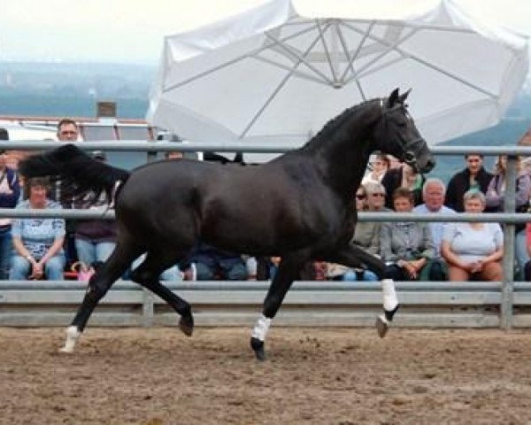 stallion Tarison (Trakehner, 2008, from Hirtentanz 2)