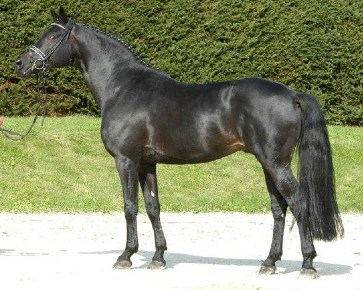 Deckhengst Tambour (Trakehner, 1996, von Hohenstein I)