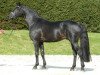 stallion Tambour (Trakehner, 1996, from Hohenstein I)