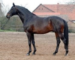 stallion Summertime (Trakehner, 1998, from Michelangelo)