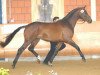 stallion Sturmklang (Trakehner, 2003, from Maizauber)