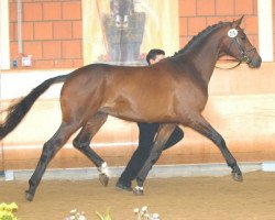 stallion Sturmklang (Trakehner, 2003, from Maizauber)