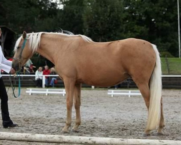 broodmare Fatalia Darbremort (Berber,  , from Niger)