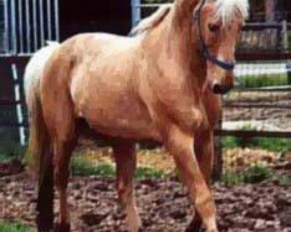 stallion Asba (Arab-Berber, 1988)