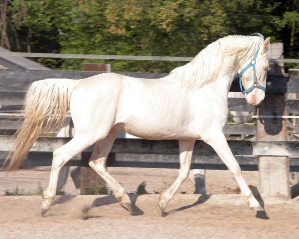 horse Lancelot D'Arbre Mort (Arab-Berber, 1999, from Asba)