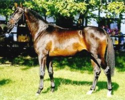 stallion Sarasani (Trakehner, 1999, from Partout)