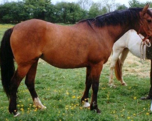 broodmare Manakhah ox (Arabian thoroughbred, 1984, from Banner of Blue ox)