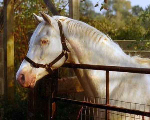 stallion Silver Moonlight (British Riding Pony, 1967, from Ochre Golden Tan)