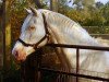 stallion Silver Moonlight (British Riding Pony, 1967, from Ochre Golden Tan)