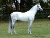 stallion Said ox (Arabian thoroughbred, 1999, from Pamir ox)