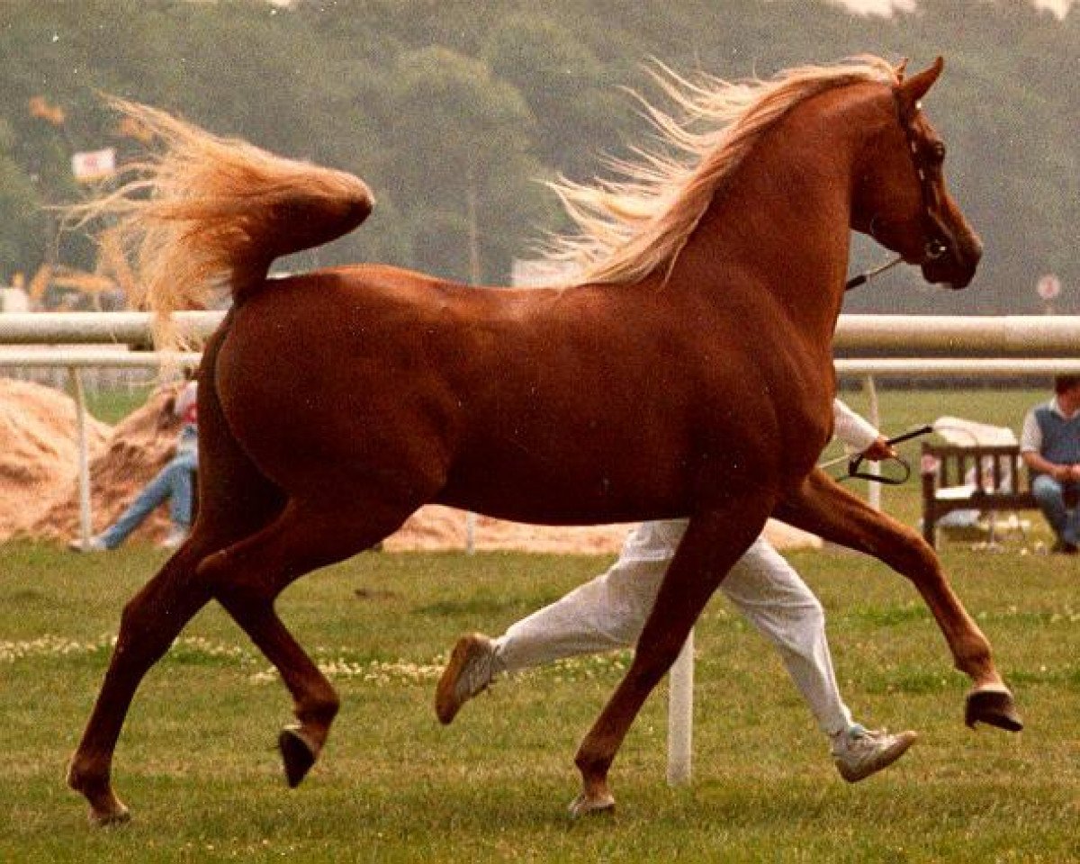 stallion Eldyr ox (Arabian purebred, 1986, from Numizmat 1974 ox)