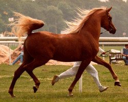 stallion Eldyr ox (Arabian thoroughbred, 1986, from Numizmat 1974 ox)