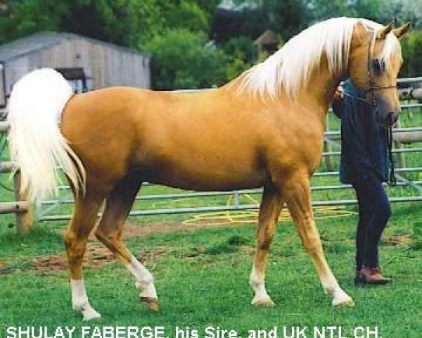 Deckhengst Shulay Faberge (Arabisches Halbblut / Partbred, 1991, von Eldyr ox)