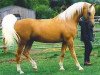 Deckhengst Shulay Faberge (Arabisches Halbblut / Partbred, 1991, von Eldyr ox)