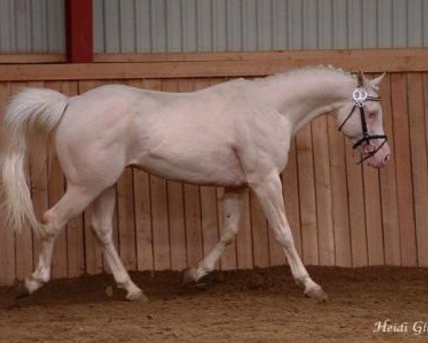 stallion Moonhaze Silver Spiral (Arab half breed / Partbred, 1998, from Shulay Faberge)