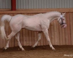 Deckhengst Moonhaze Silver Spiral (Arabisches Halbblut / Partbred, 1998, von Shulay Faberge)