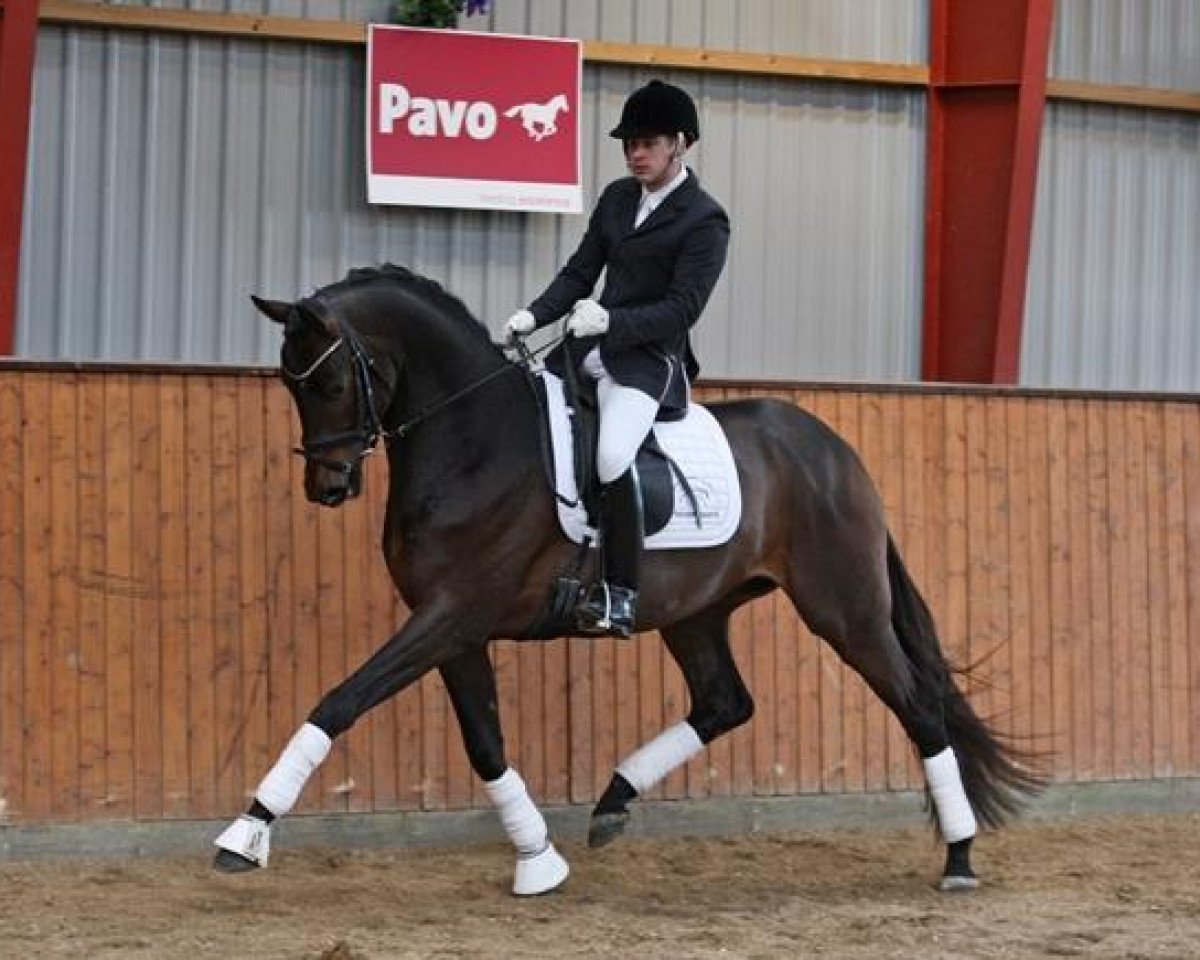 stallion Placido Domingo (Trakehner, 2009, from Dorkas)