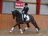 stallion Placido Domingo (Trakehner, 2009, from Dorkas)