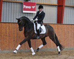 Deckhengst Placido Domingo (Trakehner, 2009, von Dorkas)