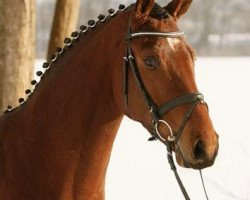 stallion Osiander (Trakehner, 2007, from Lauries Crusador xx)