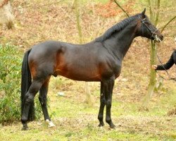 stallion Oliver Twist (Trakehner, 2001, from Monteverdi)