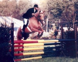 Pferd Peach Gold (Belgisches Warmblut, 1992, von Florentijn O)