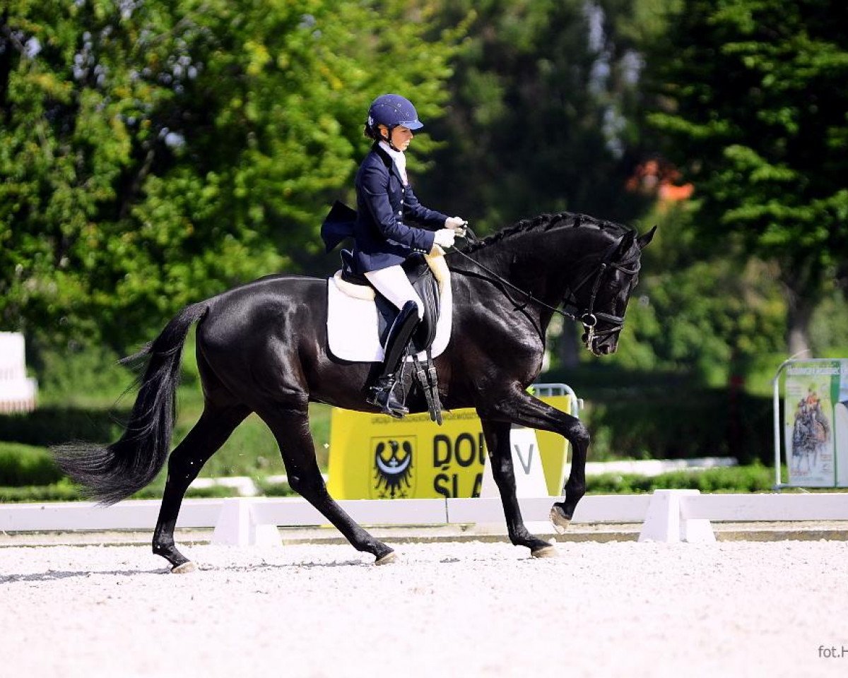 stallion Negr (Trakehner, 2009, from Ajbek)