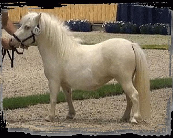 broodmare Many Minis Nathai (Dt.Part-bred Shetland pony, 2010, from Lord-Lester)