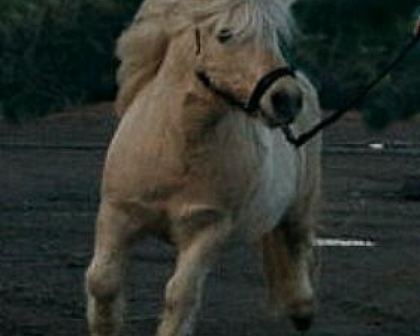 stallion Lord-Lester (Shetland pony (under 87 cm), 1992, from Little Jo of Green Meadows)