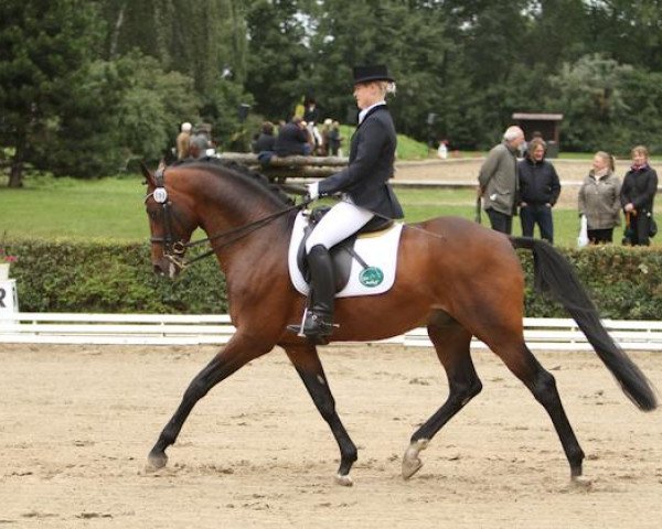 stallion Mayong (Trakehner, 2002, from Linne)