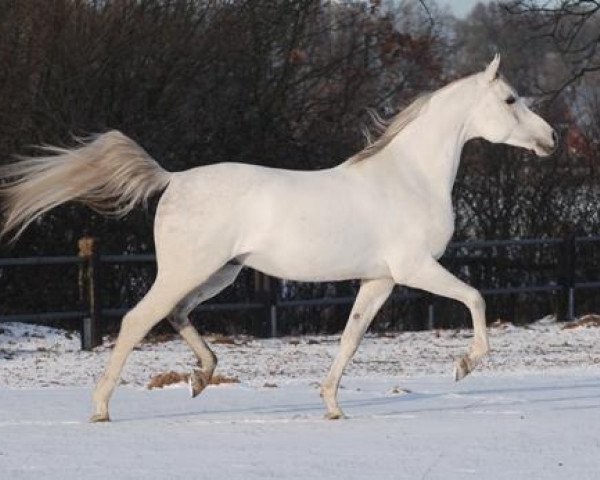 stallion IS Orlow ox (Arabian thoroughbred, 2003, from Pamour ox)