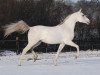 stallion IS Orlow ox (Arabian thoroughbred, 2003, from Pamour ox)