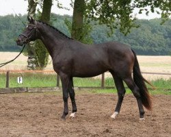 stallion Immens (Trakehner, 2006, from Lauries Crusador xx)