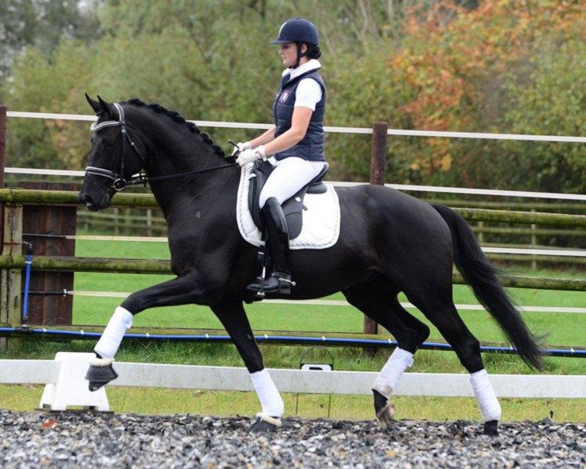 Deckhengst Imhotep (Trakehner, 2008, von Gribaldi)