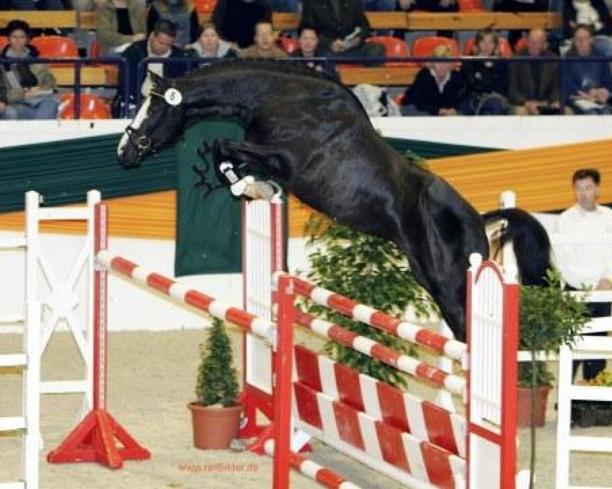 stallion Hirtentanz 2 (Trakehner, 2003, from Axis TSF)