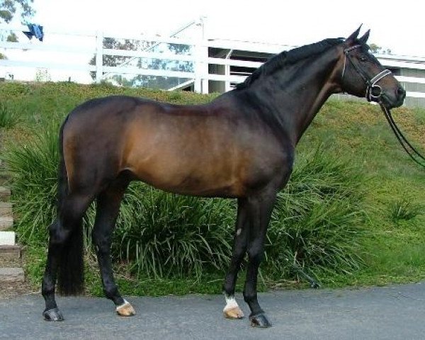 stallion Herzberg (Trakehner, 1993, from Leonardo)