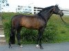 stallion Herzberg (Trakehner, 1993, from Leonardo)