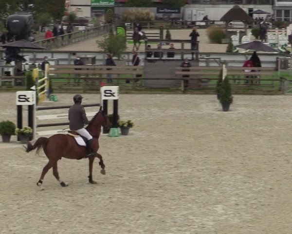 Belgisch Kampioenschap 4-5 Jarigen Paarden