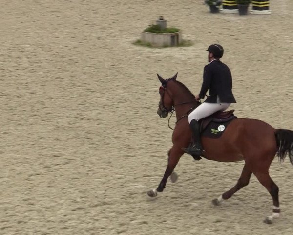 Belgisch Kampioenschap 4-5 Jarigen Paarden