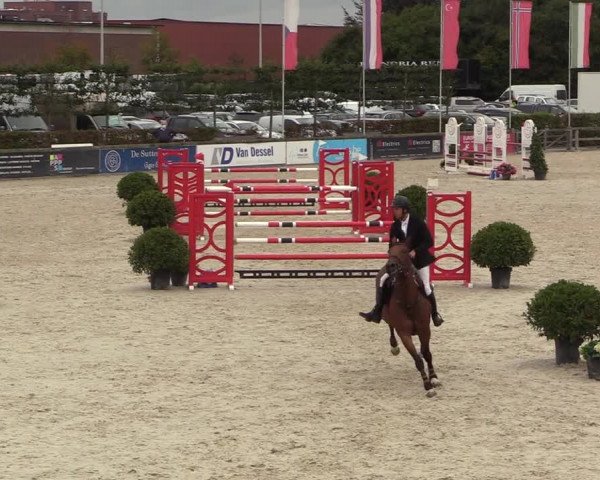 Belgisch Kampioenschap 4-5 Jarigen Paarden