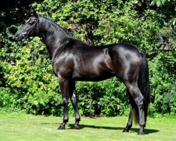stallion Hancock (Trakehner, 2009, from Imperio 3)
