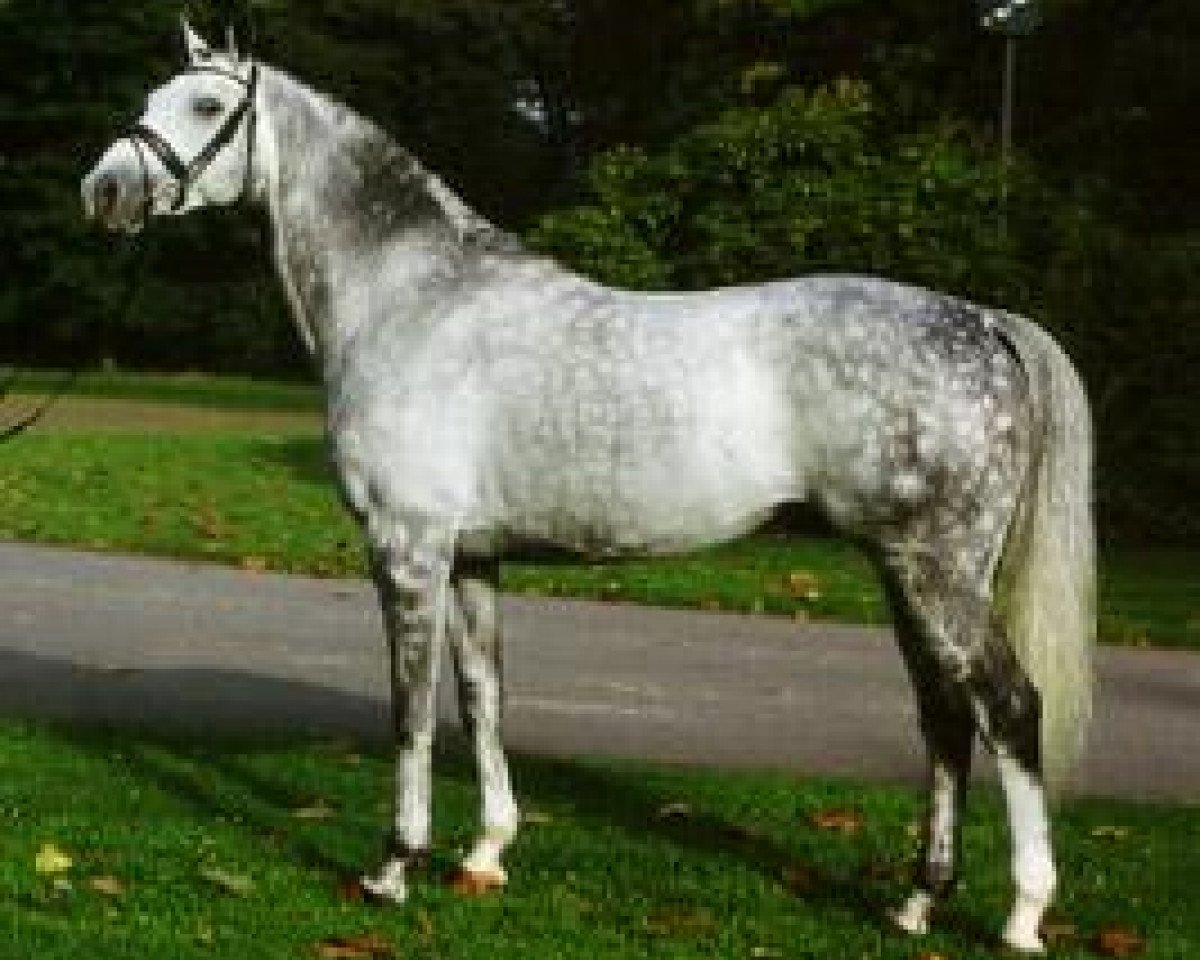 Deckhengst Guzzi (Trakehner, 1995, von Herzzauber)