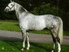 stallion Guzzi (Trakehner, 1995, from Herzzauber)