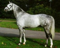 stallion Guzzi (Trakehner, 1995, from Herzzauber)