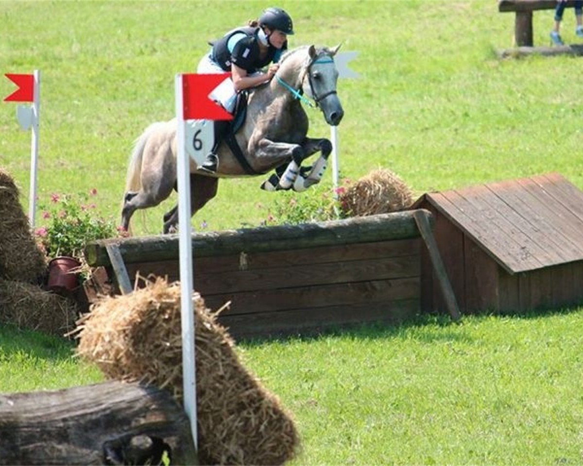 Dressurpferd Escalero ox 12 (Vollblutaraber, 2005, von Pyrrus ox)