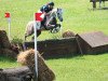 dressage horse Escalero ox 12 (Arabian thoroughbred, 2005, from Pyrrus ox)