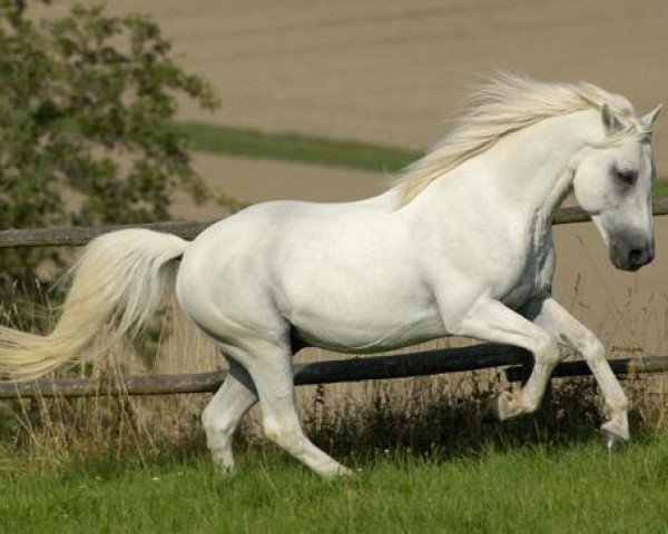 stallion Glaskopf Golden Swaine (Connemara Pony, 1995, from Grange Surf Sparrow)