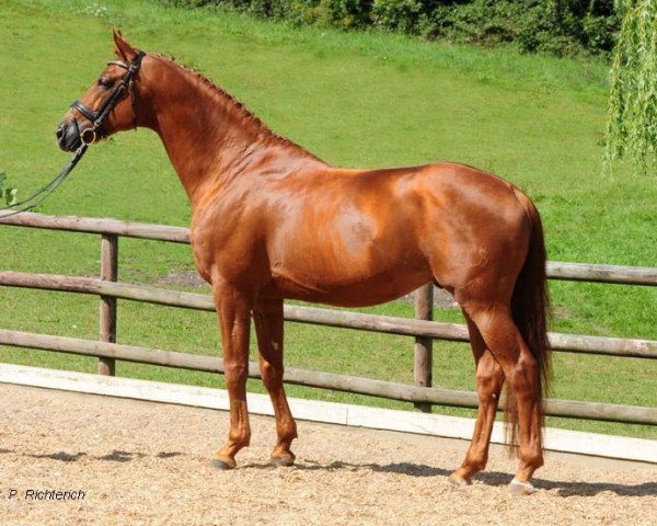 stallion Editorial (Trakehner, 2005, from Connery)